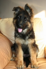 vom Trojangold, hodowla Owczarków Niemieckich Długowłosych