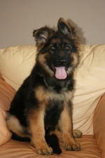 vom Trojangold, hodowla Owczarków Niemieckich Długowłosych