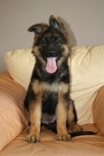 vom Trojangold, hodowla Owczarków Niemieckich Długowłosych