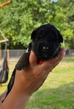 vom Trojangold, hodowla Owczarków Niemieckich Długowłosych