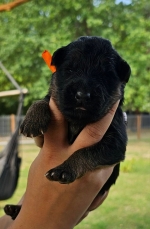 vom Trojangold, hodowla Owczarków Niemieckich Długowłosych