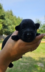vom Trojangold, hodowla Owczarków Niemieckich Długowłosych