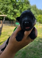 vom Trojangold, hodowla Owczarków Niemieckich Długowłosych