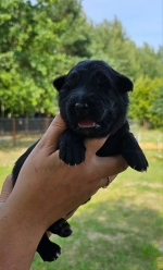 vom Trojangold, hodowla Owczarków Niemieckich Długowłosych