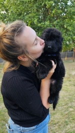 vom Trojangold, hodowla Owczarków Niemieckich Długowłosych