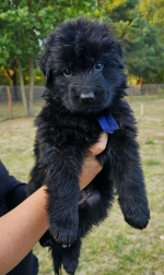 vom Trojangold, hodowla Owczarków Niemieckich Długowłosych