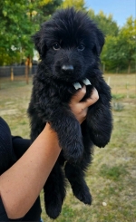 vom Trojangold, hodowla Owczarków Niemieckich Długowłosych