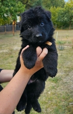 vom Trojangold, hodowla Owczarków Niemieckich Długowłosych