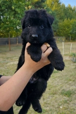 vom Trojangold, hodowla Owczarków Niemieckich Długowłosych