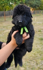 vom Trojangold, hodowla Owczarków Niemieckich Długowłosych