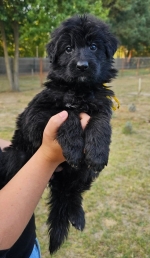 vom Trojangold, hodowla Owczarków Niemieckich Długowłosych