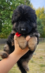 vom Trojangold, hodowla Owczarków Niemieckich Długowłosych