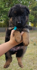 vom Trojangold, hodowla Owczarków Niemieckich Długowłosych