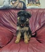 vom Trojangold, hodowla Owczarków Niemieckich Długowłosych