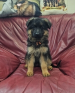 vom Trojangold, hodowla Owczarków Niemieckich Długowłosych