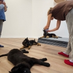 vom Trojangold, hodowla Owczarków Niemieckich Długowłosych