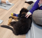 vom Trojangold, hodowla Owczarków Niemieckich Długowłosych