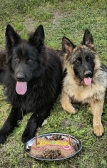 vom Trojangold, hodowla Owczarków Niemieckich Długowłosych