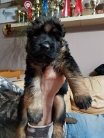 vom Trojangold, hodowla Owczarków Niemieckich Długowłosych