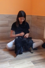 vom Trojangold, hodowla Owczarków Niemieckich Długowłosych