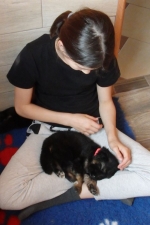 vom Trojangold, hodowla Owczarków Niemieckich Długowłosych