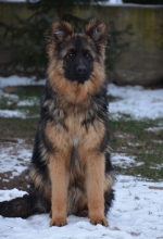 vom Trojangold, hodowla Owczarków Niemieckich Długowłosych