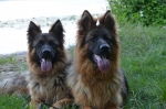 vom Trojangold, hodowla Owczarków Niemieckich Długowłosych