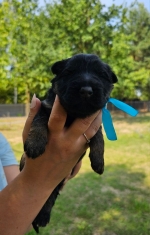 vom Trojangold, hodowla Owczarków Niemieckich Długowłosych