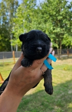 vom Trojangold, hodowla Owczarków Niemieckich Długowłosych