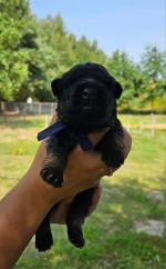 vom Trojangold, hodowla Owczarków Niemieckich Długowłosych