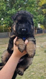 vom Trojangold, hodowla Owczarków Niemieckich Długowłosych