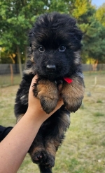 vom Trojangold, hodowla Owczarków Niemieckich Długowłosych