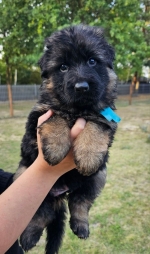 vom Trojangold, hodowla Owczarków Niemieckich Długowłosych