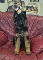 vom Trojangold, hodowla Owczarków Niemieckich Długowłosych