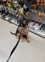 vom Trojangold, hodowla Owczarków Niemieckich Długowłosych