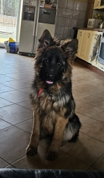 vom Trojangold, hodowla Owczarków Niemieckich Długowłosych