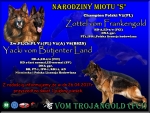 vom Trojangold, hodowla Owczarków Niemieckich Długowłosych