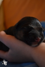 vom Trojangold, hodowla Owczarków Niemieckich Długowłosych