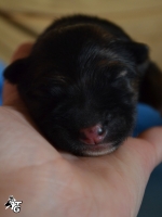 vom Trojangold, hodowla Owczarków Niemieckich Długowłosych