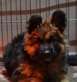 vom Trojangold, hodowla Owczarków Niemieckich Długowłosych