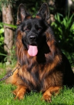 vom Trojangold, hodowla Owczarków Niemieckich Długowłosych