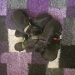 vom Trojangold, hodowla Owczarków Niemieckich Długowłosych