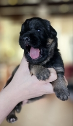 vom Trojangold, hodowla Owczarków Niemieckich Długowłosych