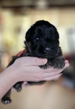 vom Trojangold, hodowla Owczarków Niemieckich Długowłosych