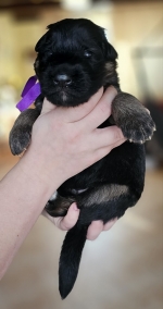 vom Trojangold, hodowla Owczarków Niemieckich Długowłosych