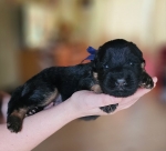 vom Trojangold, hodowla Owczarków Niemieckich Długowłosych