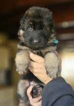 vom Trojangold, hodowla Owczarków Niemieckich Długowłosych