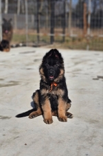 vom Trojangold, hodowla Owczarków Niemieckich Długowłosych