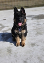 vom Trojangold, hodowla Owczarków Niemieckich Długowłosych