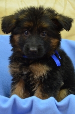 vom Trojangold, hodowla Owczarków Niemieckich Długowłosych